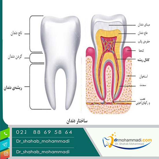ساختار و ساختمان دندان ها چگونه است؟